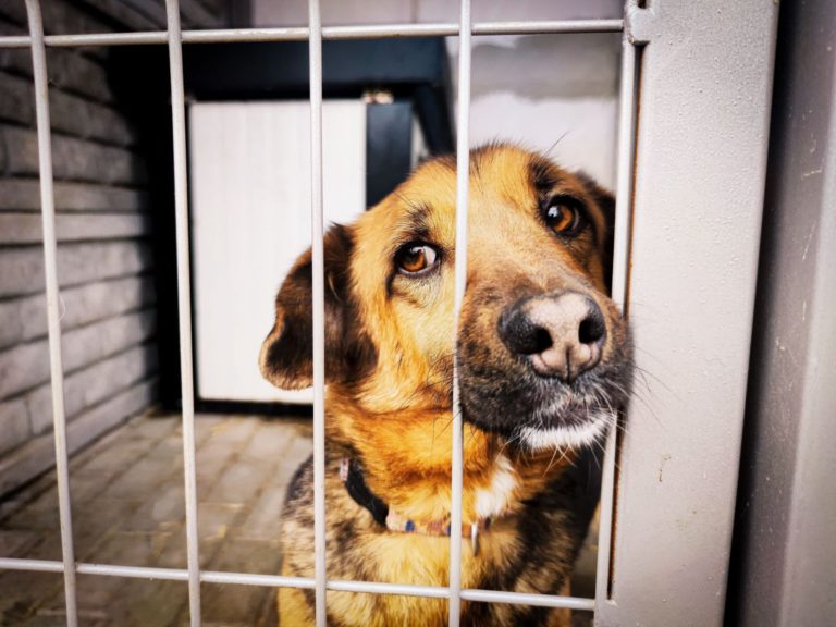 Przetarg na rozbudowę Schroniska dla bezdomnych zwierząt rozstrzygnięty.