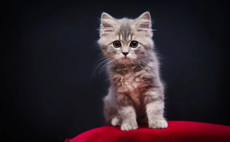 Międzynarodowy Dzień Kota – święto mruczących przyjaciół