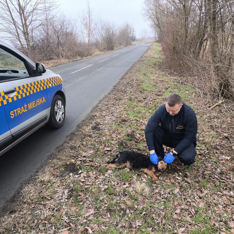 Interwencja w sprawie błąkającej się ciężarnej suczki