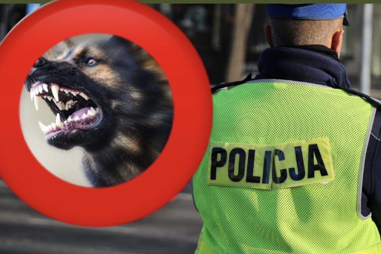 Odpowiedzialność za zwierzęta – obowiązek każdego właściciela