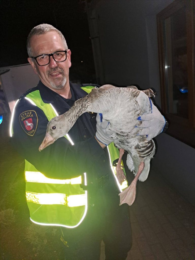 Reakcja mieszkańców Konina pomogła rannym ptakom