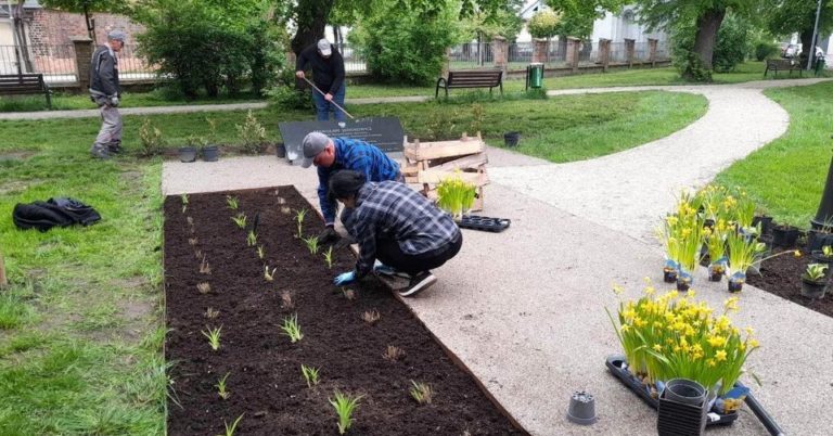 Nowe nasadzenia na Skwerze im. Stanisława Jasiukowicza w Koninie