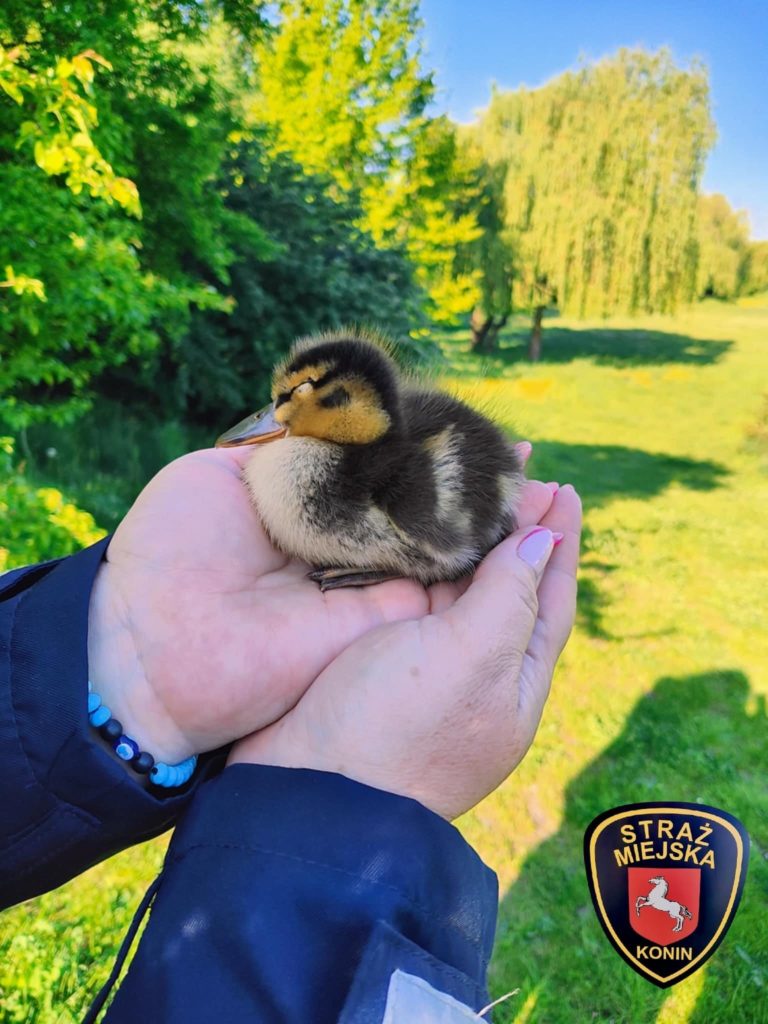 Uwaga, kierowcy – kacze rodziny wędrują przez Konin!