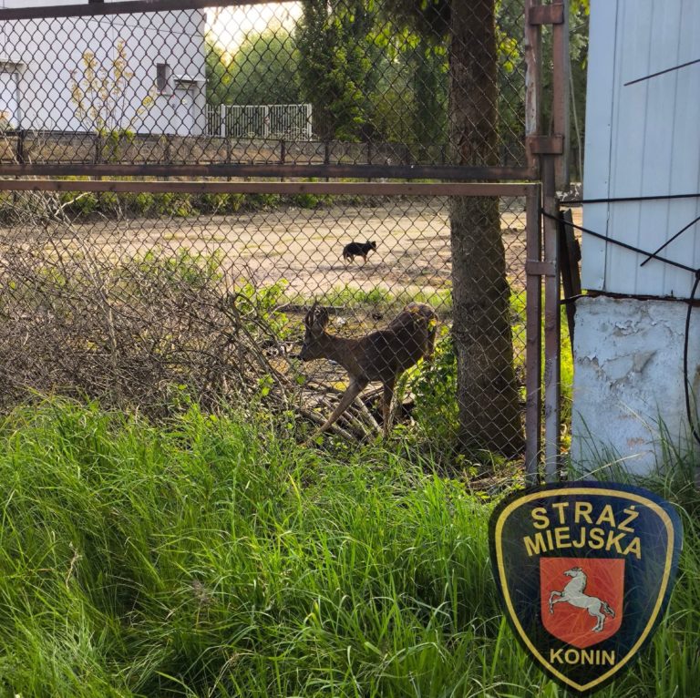 Ranna sarna uwięziona w zaroślach przy sklepie. Interweniowała Straż Miejska