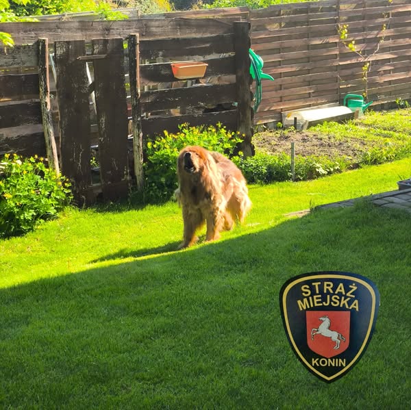 Pies bez nadzoru to realne zagrożenie. Interwencja w Koninie