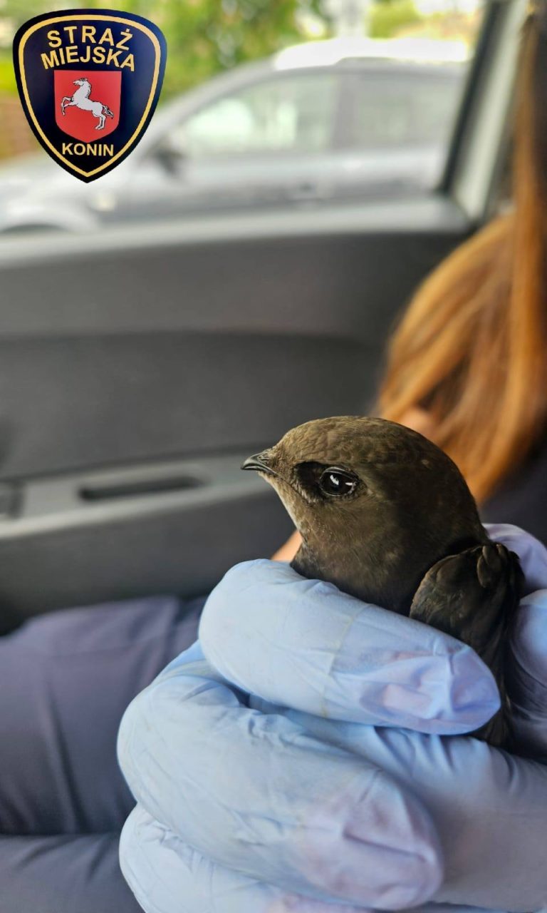Ranny jerzyk pod opieką, a kaczęta zdrowe i rosną