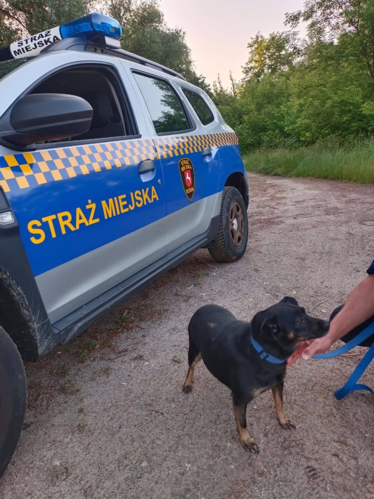 Odwaga i empatia mieszkańca Konina uratowały porzuconego psa