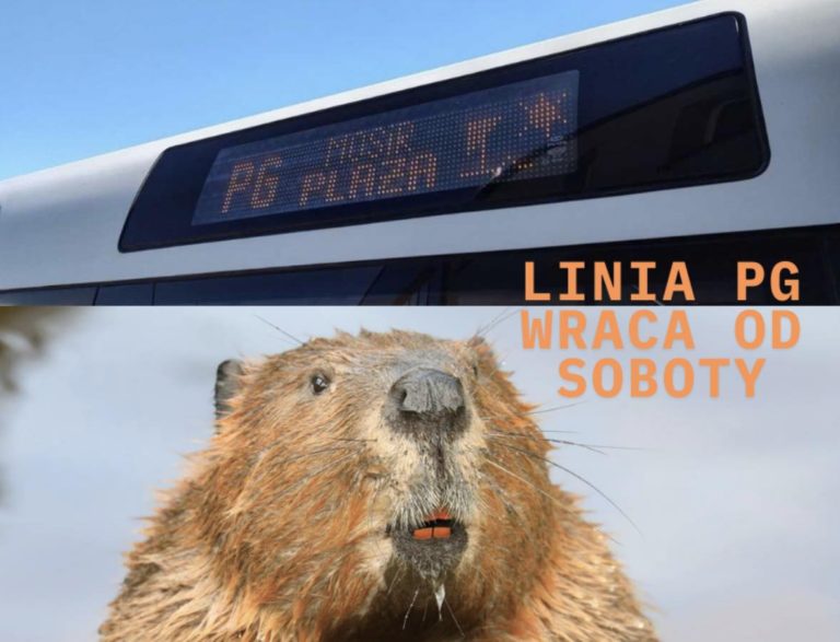 Wakacyjna linia PG znów kursuje – tymczasowy przystanek po negocjacjach z… bobrami