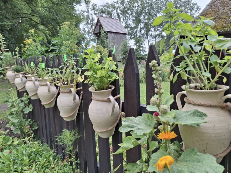 „Ogródek ziołowy” w skansenie – wystawa dla wszystkich zmysłów