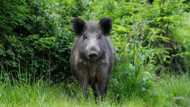 NIE PATRZ MU W OCZY! – CO ZROBIĆ, GDY W LESIE STANIESZ TWARZĄ W TWARZ Z DZIKIM ZWIERZĘCIEM?