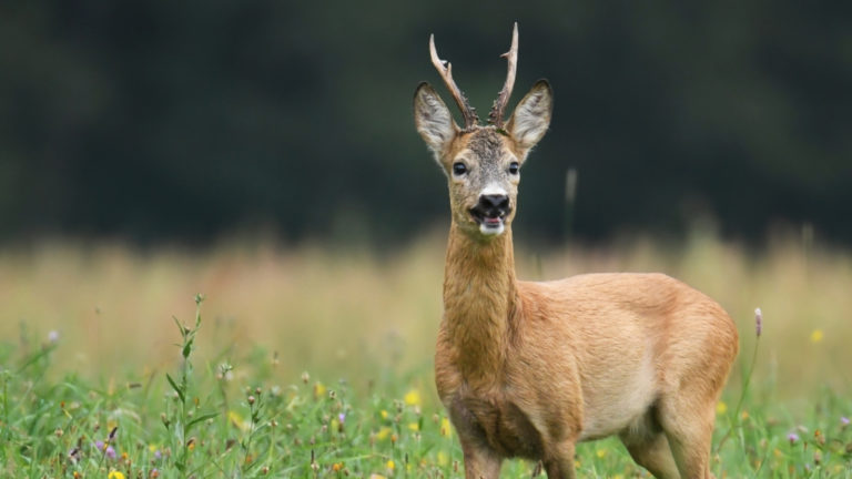 Dlaczego latem w lesie słychać szczekanie? Leśna opera saren.