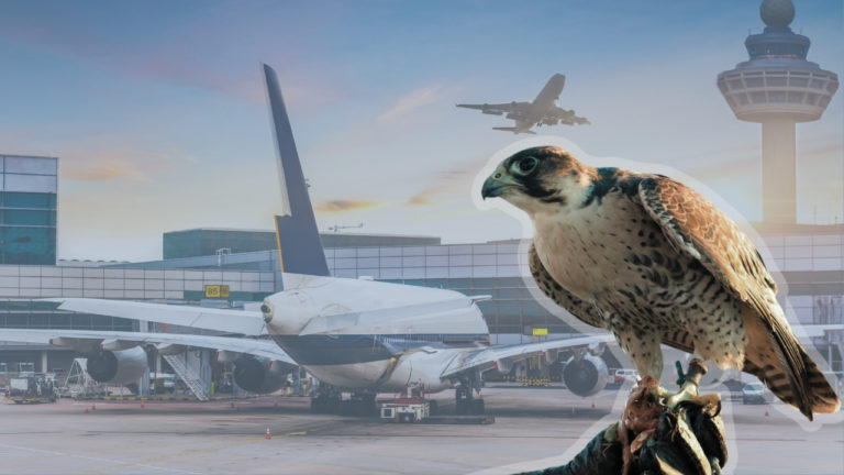 NIE WIESZ, ŻE ISTNIEJEMY! ALE BEZ NAS NIE DOLECIAŁBYŚ NA WAKACJE!