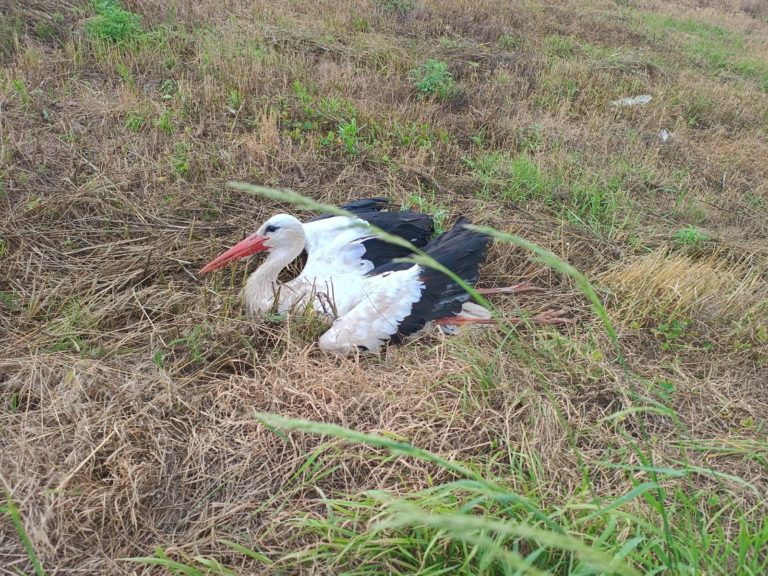 POLICJANCI Z KONINA URATOWALI RANNEGO BOCIANA