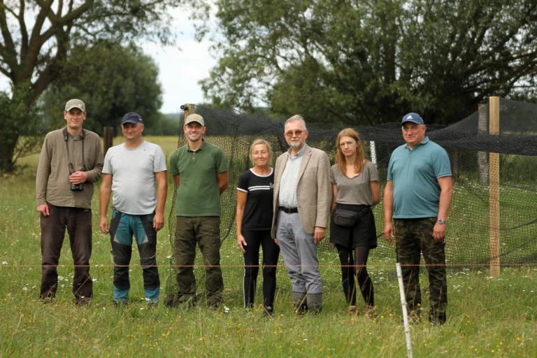 KULIKI WIELKIE W KRAMSKU – JAK GMINA RATUJE GINĄCY GATUNEK