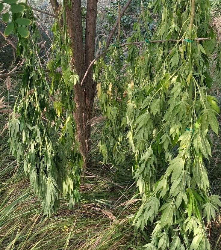 KOLEJNE NARKOTYKI ZABEZPIECZONE – POLICJA UDAREMNIŁA ICH WPROWADZENIE NA RYNEK