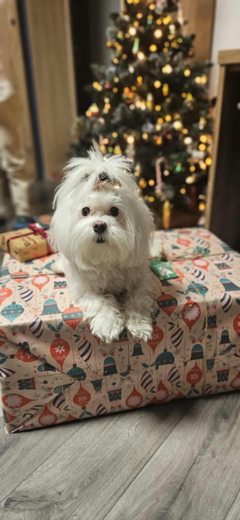 ZAGINĘŁA SUCZKA MALAŃCZYK – POSZUKIWANA MILA