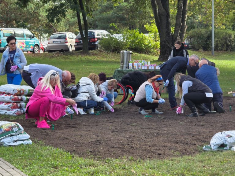 PIĘKNY KROKUSOWY DYWAN W KONINIE