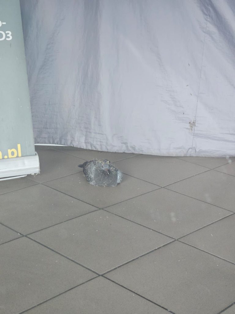 Straż Miejska w Koninie Ratowała Gołębia Uwięzionego w Diamond Estetic