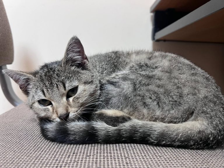 ZNALAZIONO KOTKĘ NA PLACU WOLNOŚCI W SOMPOLNIE