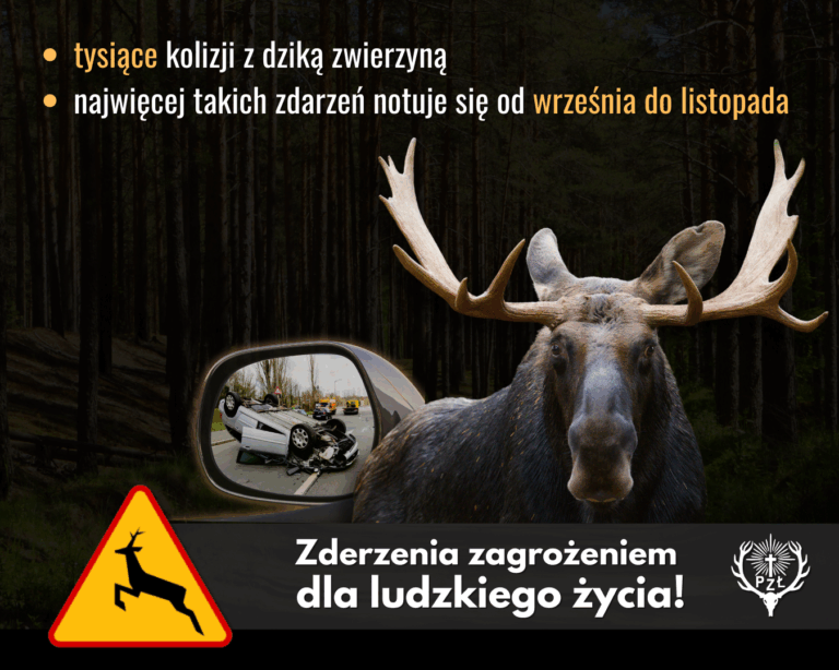 NOGA Z GAZU – JESIENNA UWAGA NA DROGACH!