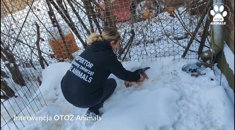Zimowy Patrol Animalsów