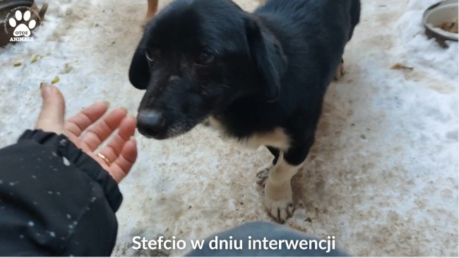 Zimowy Patrol Animalsów