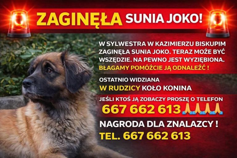 Poszukiwania Joko trwają. Czy ktoś widział dużą, brązową suczkę w okolicach Rudzicy?