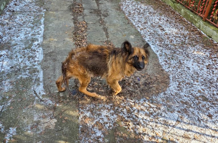 Dramatyczna interwencja w Kole. Służby odebrały skrajnie zaniedbaną suczkę
