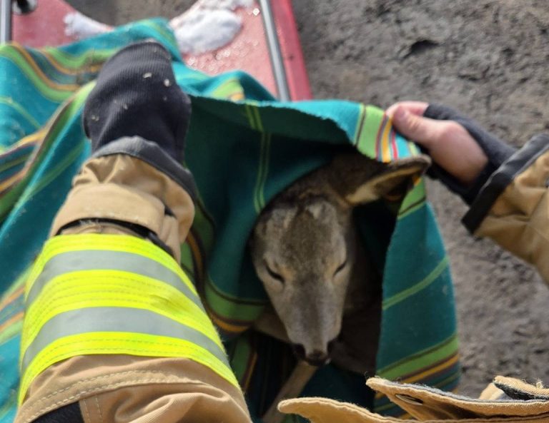 Akcja ratunkowa w miejscowości Kępa. Sarna uwięziona na lodzie