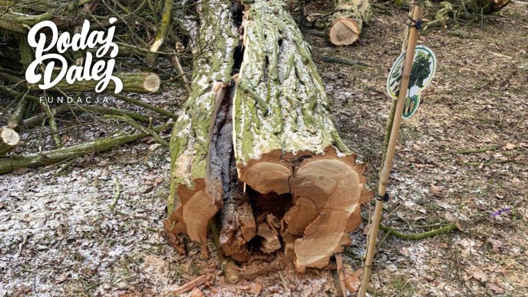 Oświadczenie Fundacji PODAJ DALEJ w sprawie prac porządkowych w Parku dworskim w Wąsoszach