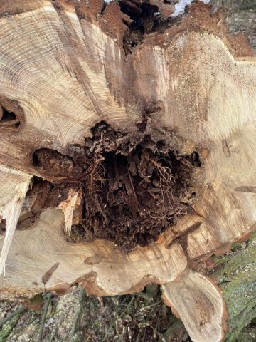 drzewa po wycince (2)