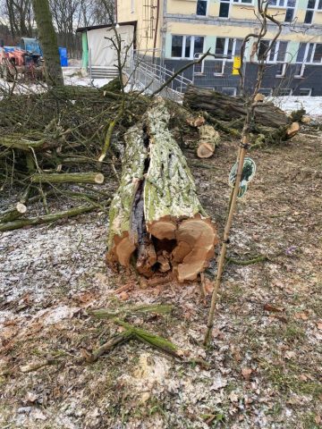 drzewa po wycince (3)