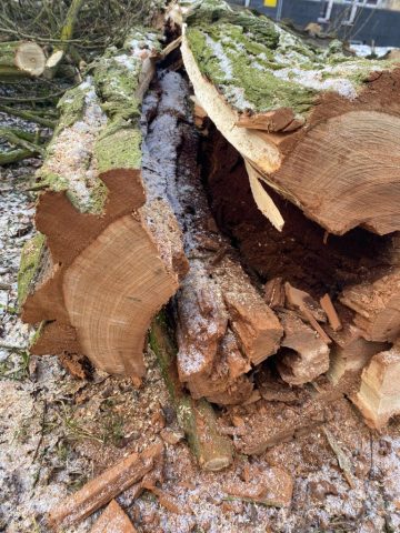 drzewa po wycince (4)