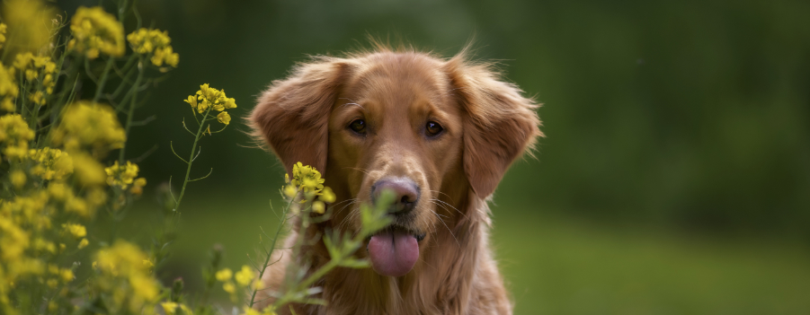 program adopcji psów