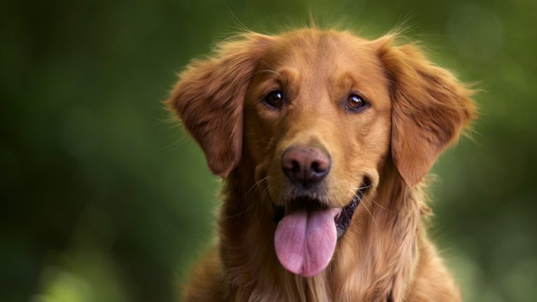 Pomysł na adopcję psów czy potencjalna luka w systemie? „Becikowe na 4 łapy” w gminie Sońsk.