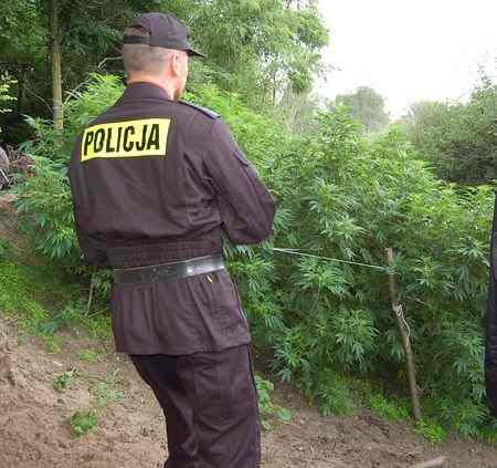 Kazimierz Biskupi: Marihuana w lesie