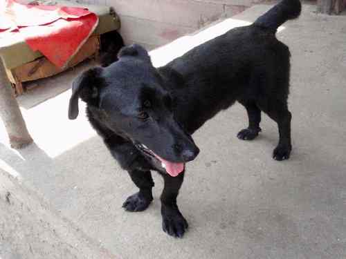 Aby dni dobroci dla zwierząt trwały cały rok