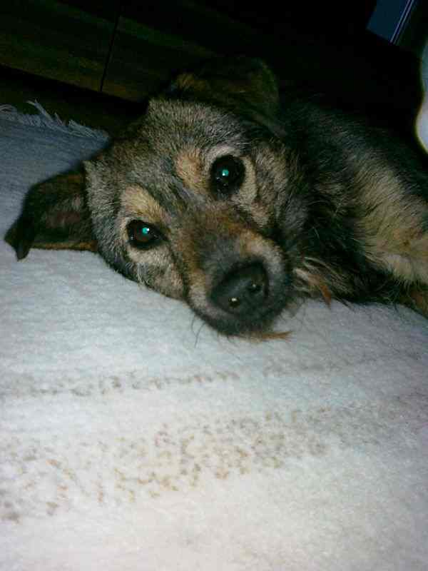 Nie wyrzucajcie psów…