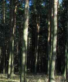 Kłusuja z nielegalną bronią