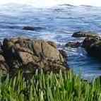 Koninianie w Egipcie