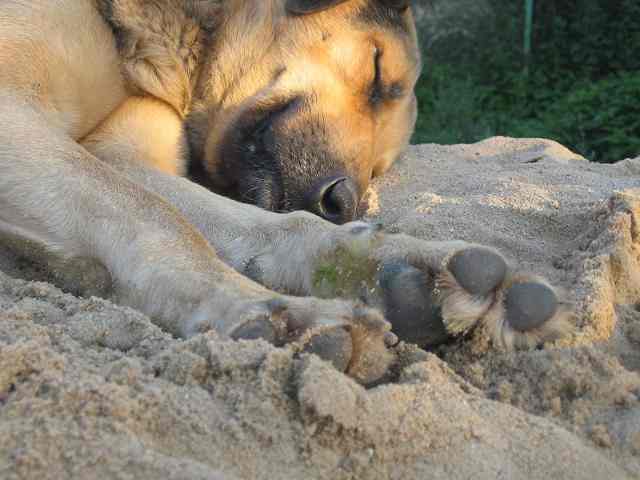 Kary za znęcanie się nad zwierzętami