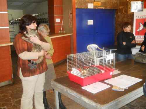 Koty wyciągnęły koninian z domów