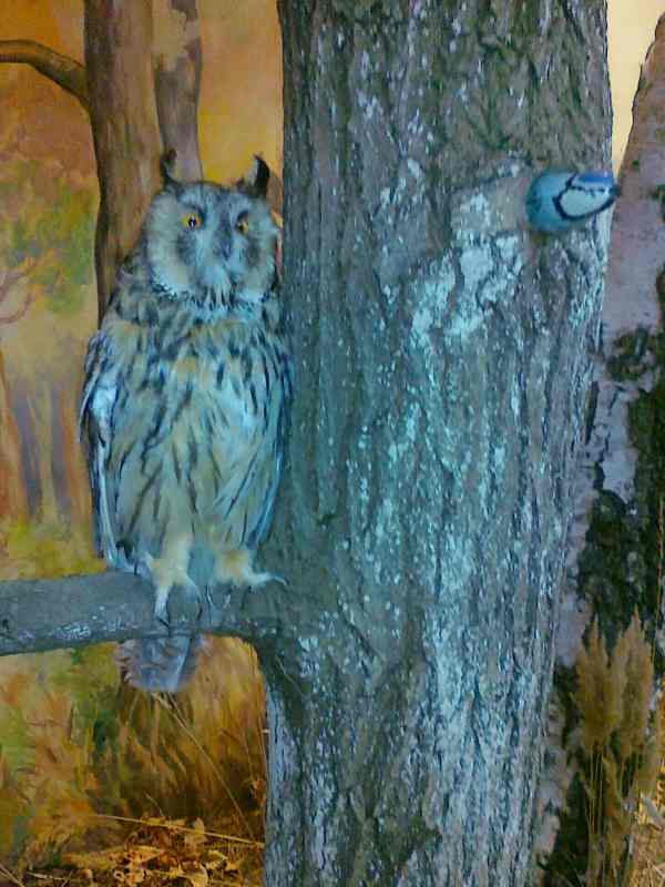 Tyle sów, że brak słów