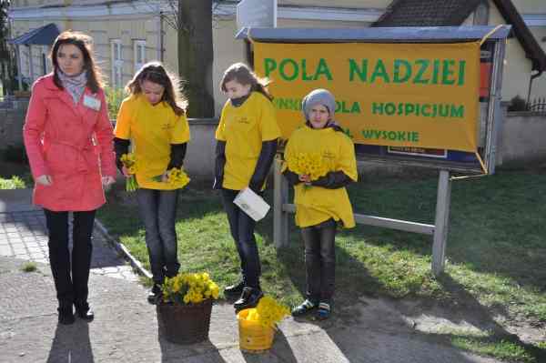 Pierwsze żonkile sprzedane na kweście