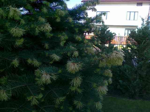 Straty po przymrozkach