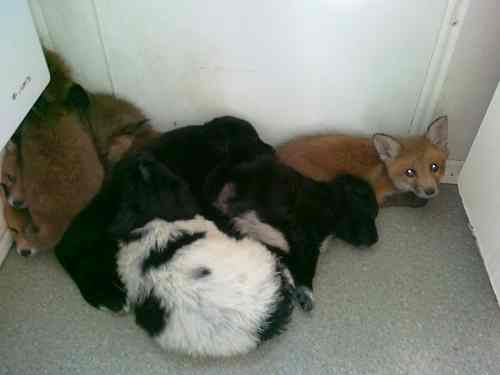 Psio-lisia rodzina Skiełki słynna na całą Polskę