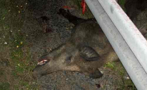 Dzik i volkswagen – niebezpieczne starcie