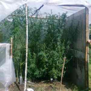 Uprawiał konopie za stodołą