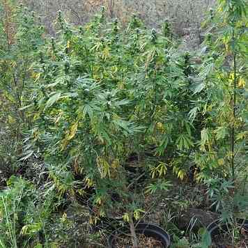 Marihuana pod gołym niebem