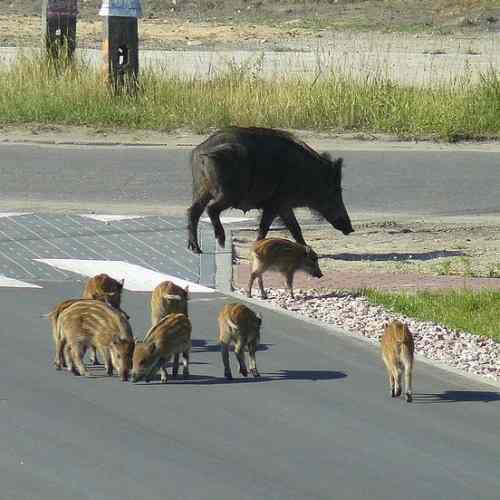 Zwierzęta na drodze
